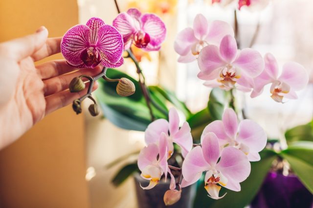 Самое лучшее для цветения - обеспечить орхидее оптимальные условия, аналогичные природным