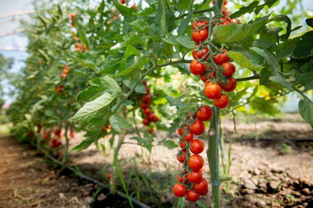 Факторы окружающей среды, влияющие на вкус помидоров