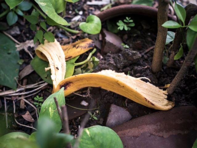 Закопать кожуру банана под растениями