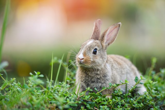 Кролики: интересные и популярные породы