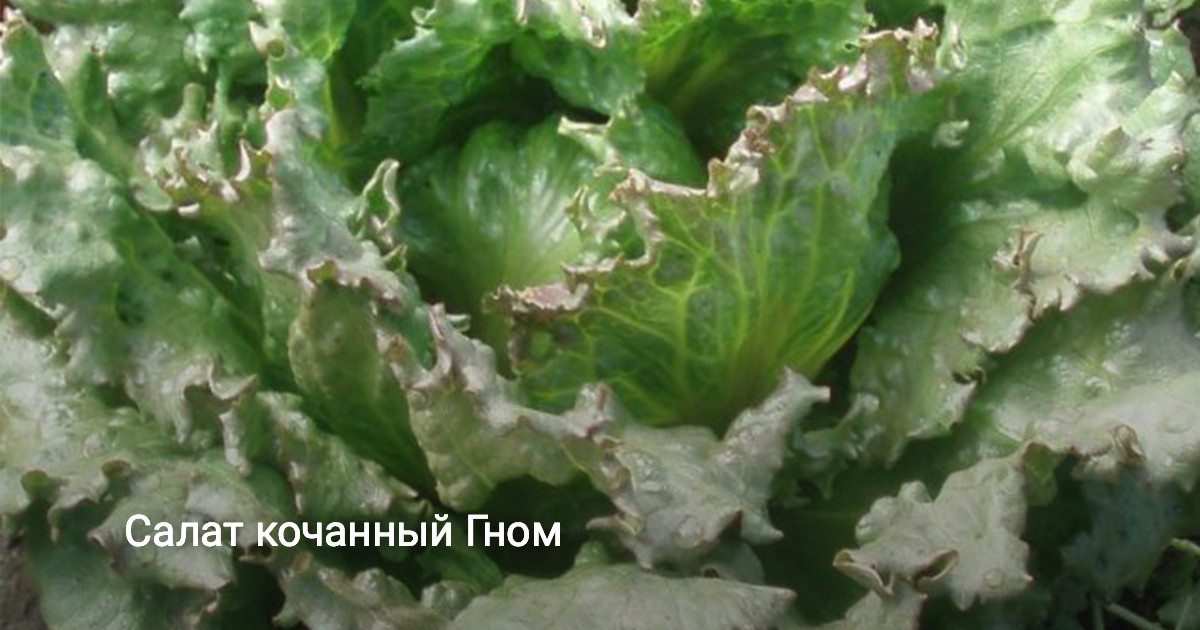 Салат кочанный Гном — Ботаничка