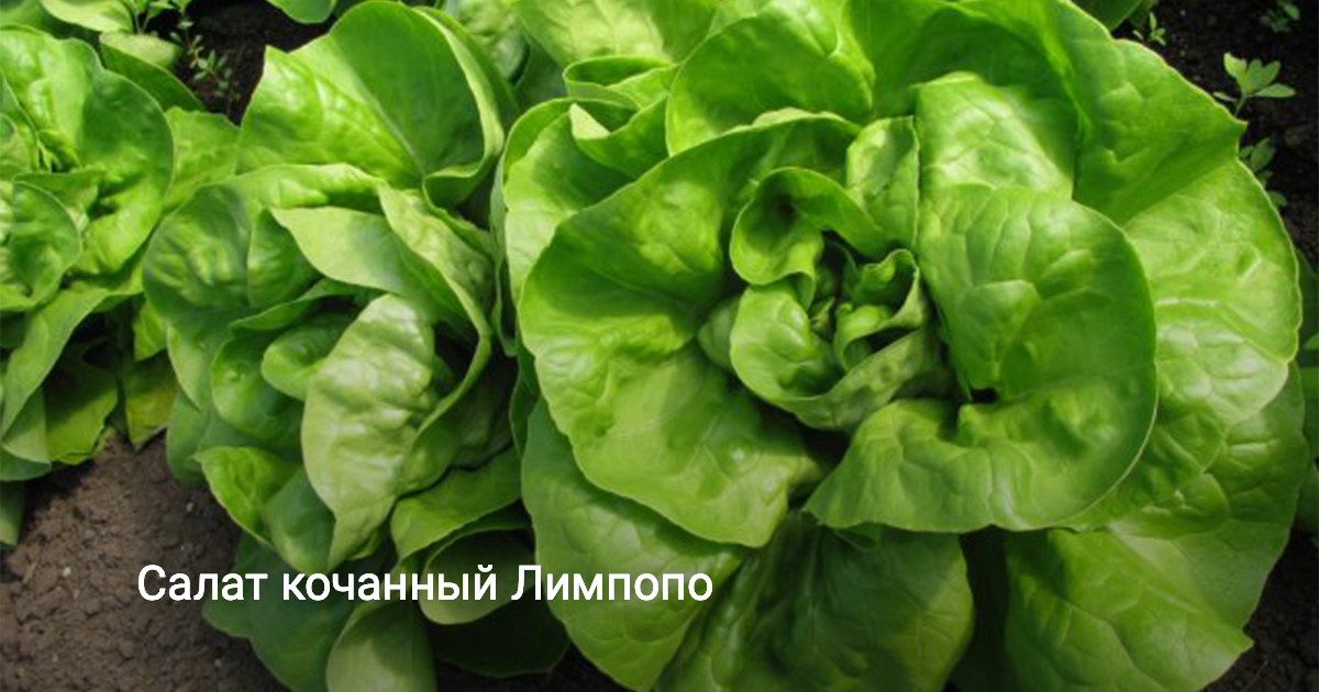Салат кочанный Лимпопо — Ботаничка