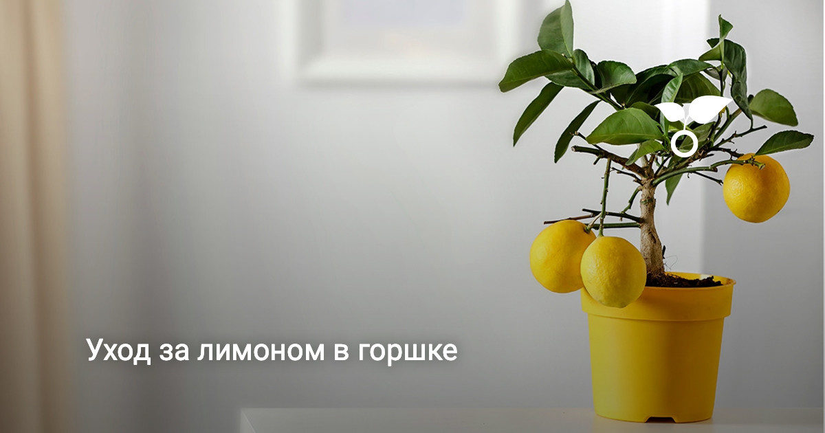 Уход за домашним лимоном в летнее время