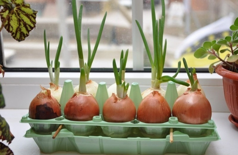 Выращиваем лук на зелень на подоконнике: советы и рекомендации