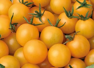 Золотая коллекция — жёлтоплодные томаты от Агрохолдинга «ПОИСК»