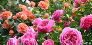 Эти прекрасные розы — главные вопросы и ответы
