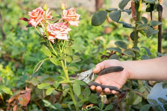 Как правильно срезать розы для букета?