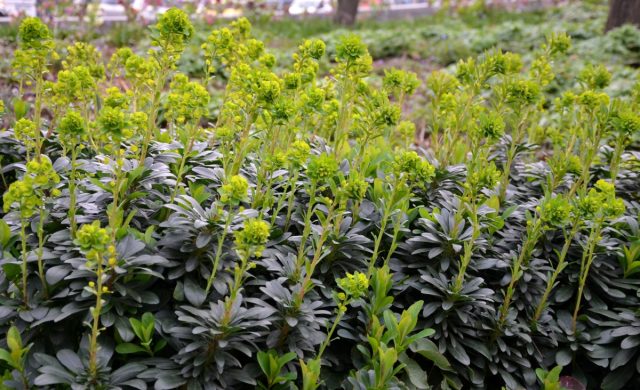 Молочай миндалевидный (Euphorbia amygdaloides)