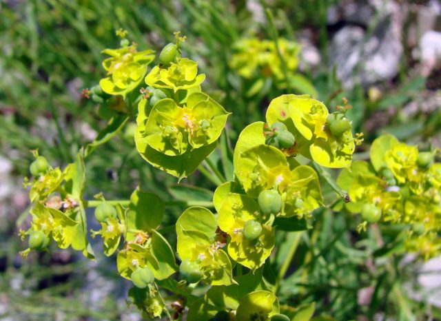 Молочай северный (Euphorbia borealis) 