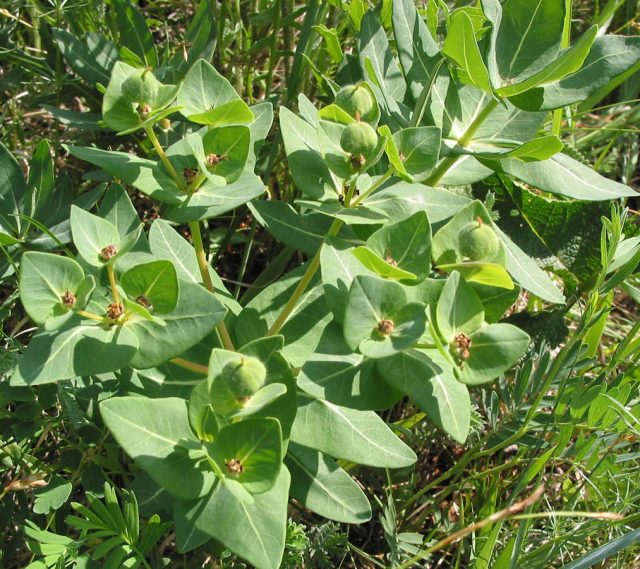 Молочай Фишера, или Молочай Палласа (Euphorbia fischeriana)