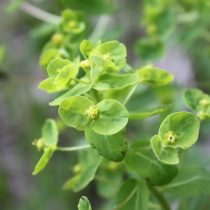 Молочай енисейский (Euphorbia jenisseiensis)