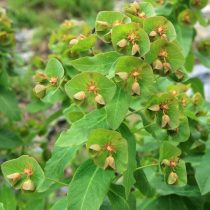 Молочай длиннорогий (Euphorbia macroceras)