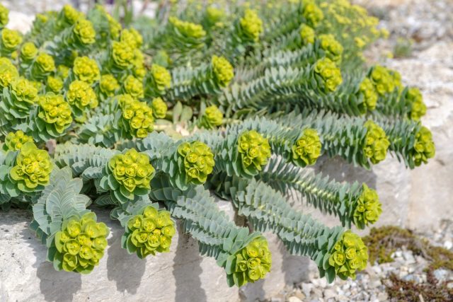 Молочай миртолистный (Euphorbia myrsinites)
