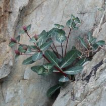 Молочай скальный (Euphorbia rupestris)