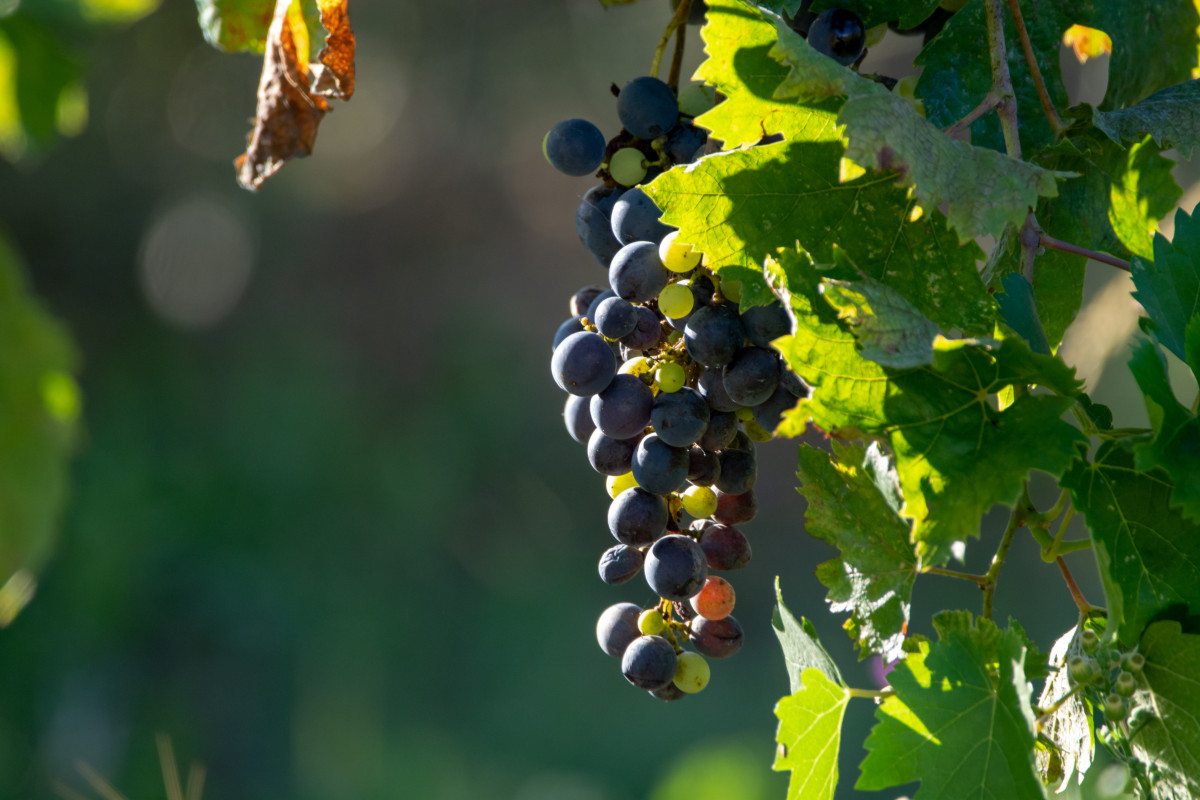 Горошение винограда — что это такое и почему возникает? Фото — Ботаничка
