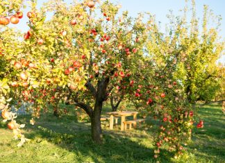 Груши и яблони прекрасно откликаются на подкормку, а в некоторых условиях без неё вообще непросто получить урожай
