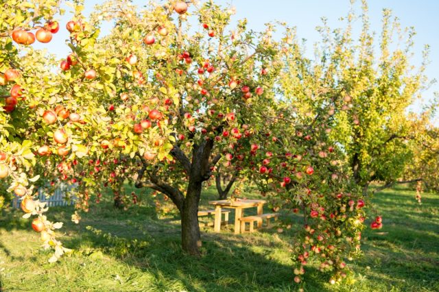 Груши и яблони прекрасно откликаются на подкормку, а в некоторых условиях без неё вообще непросто получить урожай