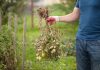 Как защитить урожай от фитофторы?