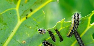 Какие насекомые вредят нашим растениям?