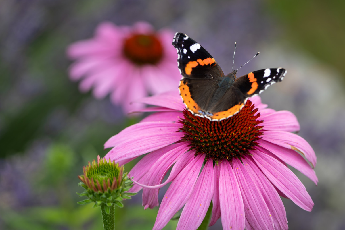 Какие растения привлекут бабочек в ваш сад: лучшие цветы для создания бабочьего рая