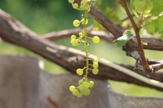 Следующий период, когда у винограда могут начать проявляться признаки недостатка фосфора – это время интенсивного роста кустов, а именно, третья фаза вегетативного периода – начало цветения