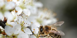 Пчелиная весна — что это и как начинается?