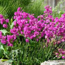 Сорт вискарии «Плена» (Plena) имеет махровые розово-лиловые цветами