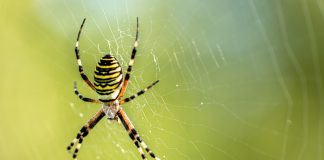Почему не нужно бояться паука-осу?