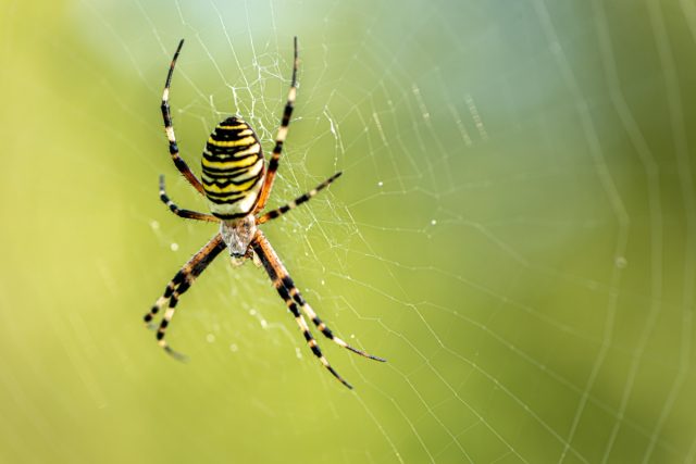 Почему не нужно бояться паука-осу?