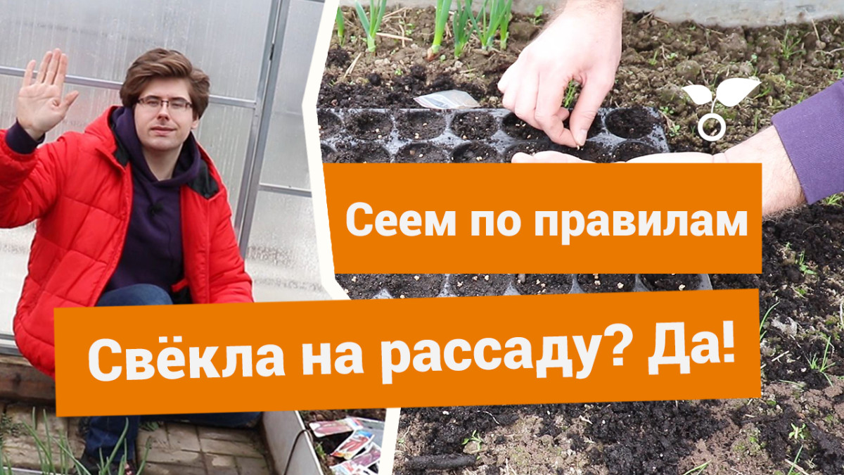 Посев свёклы на рассаду — в чем преимущества и как правильно посадить?  Видео — Ботаничка