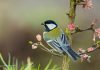 Птицы в саду — как создать для них благоприятную среду?