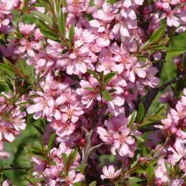 Цветок, похожий на сакуру, и 35 низкорослых лиан для посадки у дорожки, в альпинарии и по краю миксбордера