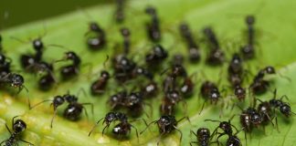 Что поможет от муравьев на участке?