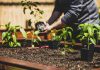10 признаков того, что рассаду можно высаживать в грунт