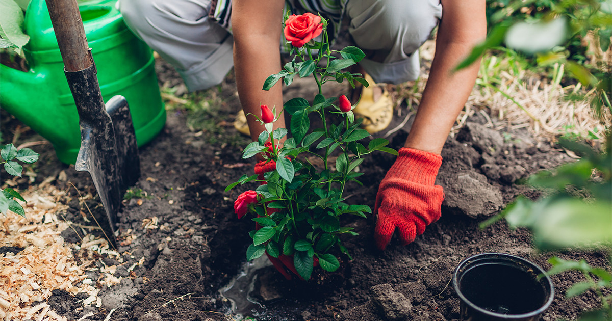 Посадка саженцев роз: правила и советы для начинающих садоводов
