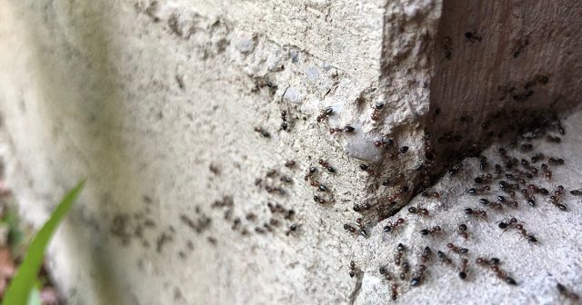 Препарат от муравьев в гранулах позволяет обрабатывать труднодоступные места