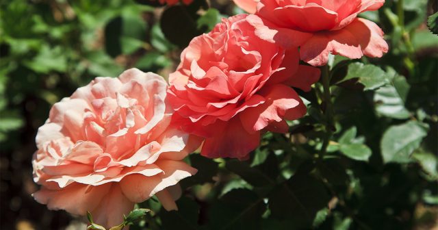 Из-за того, что у плетистых роз формируется большой куст с длинными побегами, рекомендуется сажать их на расстоянии друг от друга не менее 1-1,5 м для клаймберов и 1,5-2 м для рамблеров
