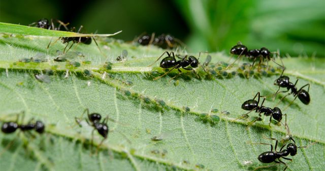 Обработанные поверхности остаются опасными для муравьёв на срок до двух месяцев