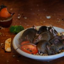 Основным кормом для крыс является специальная зерновая смесь для крыс и мышей