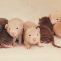 Беременность у крыс — 21 день, крысята рождаются слепыми и голыми. В помете может быть до 20 крысят