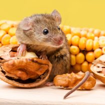 Нельзя давать мышкам сладости, шоколад и чипсы. Сыр мыши не едят