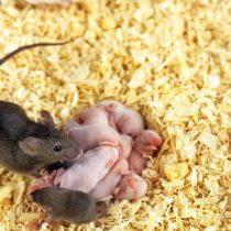 Размер помета у мышей 5-9 детенышей, мышата рождаются слепыми и голыми