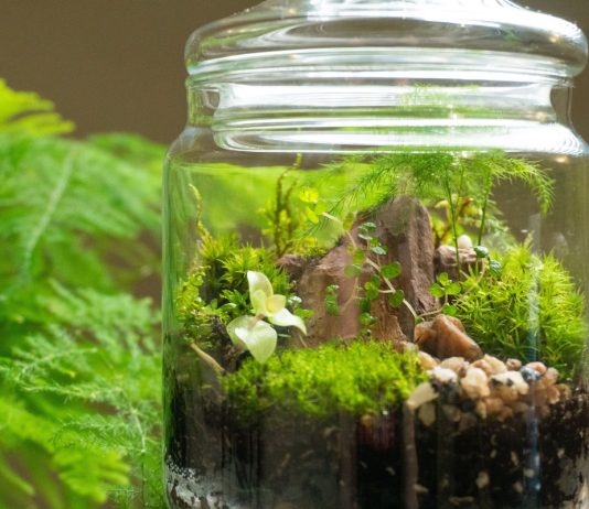 Флорариум, или экосистема — миниатюрный сад в бутылке