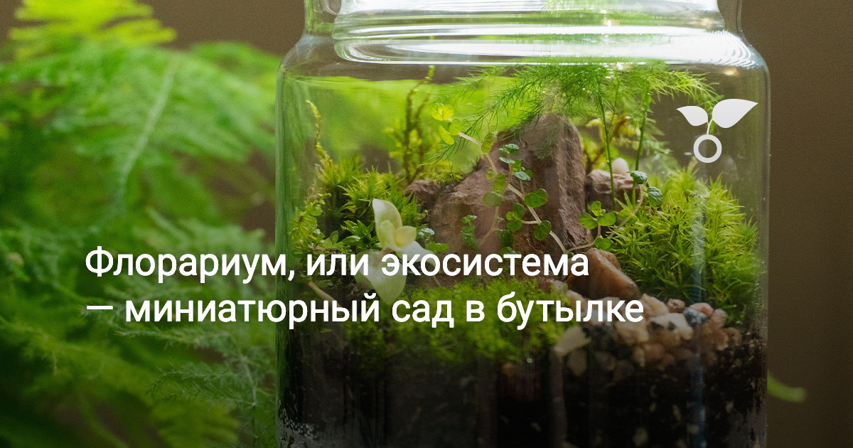 Флорариум-орхидариум (сад в бутылке)