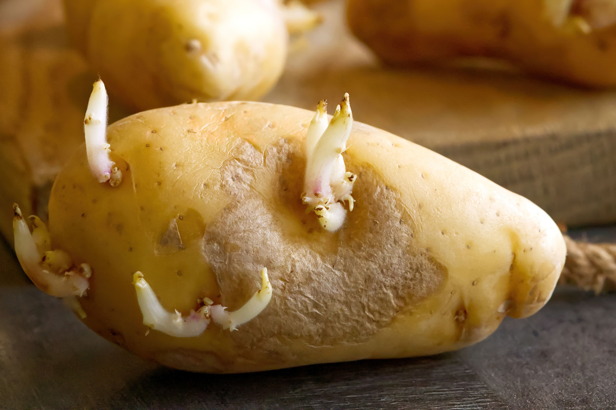 Пророщенная картошка. Картошка с глазками. Проросшая картошка. Картофельные глазки. Можно ли есть картошку если она проросла