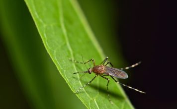 Как избавить свой участок от комаров экологичными методами