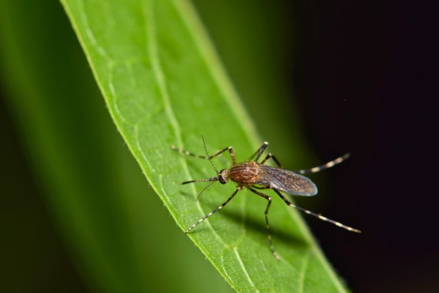 Как избавить свой участок от комаров экологичными методами?