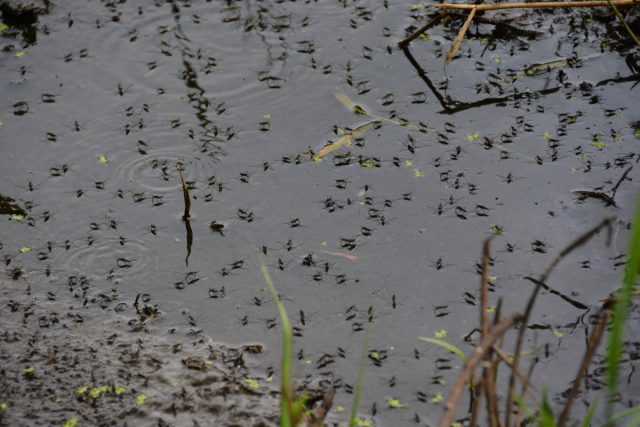 Cтоячая вода – лучший друг комаров. Совсем немного воды – все, что нужно самке комара, чтобы отложить яйца