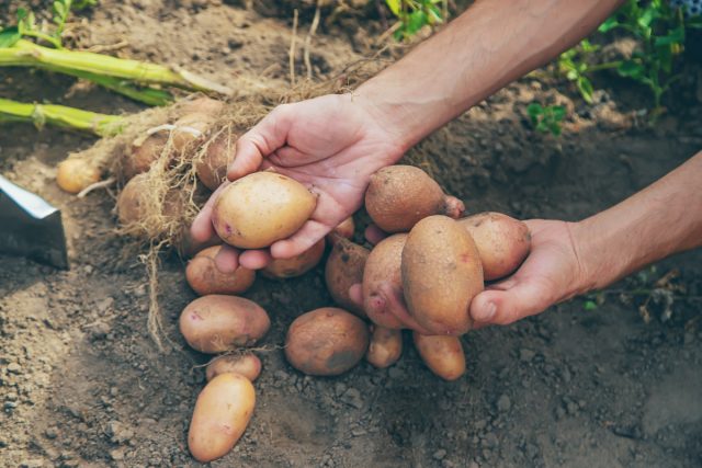 Нельзя сказать, что картофелю совсем не важны некоторые микроэлементы, но среди критичных для его урожайности выделяют: калий, фосфор, магний, кальций