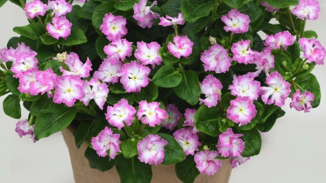 Катарантус Соири «Флеменко Сеньорита Пинк» (Catharanthus Soiree ® 